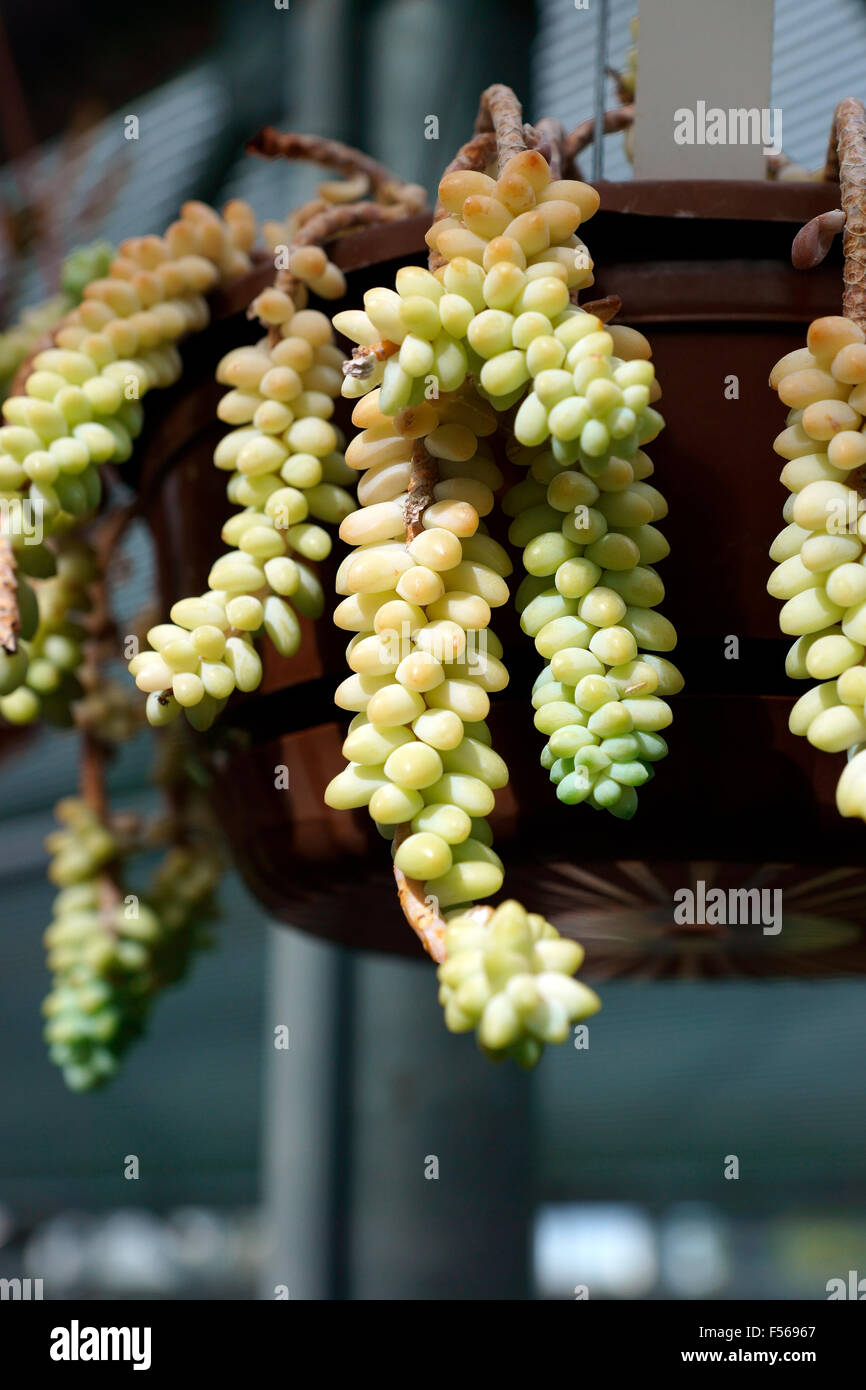 BURROW'S TAIL OR DONKEY TAIL (SEDUM MORGANIANUM) Stock Photo