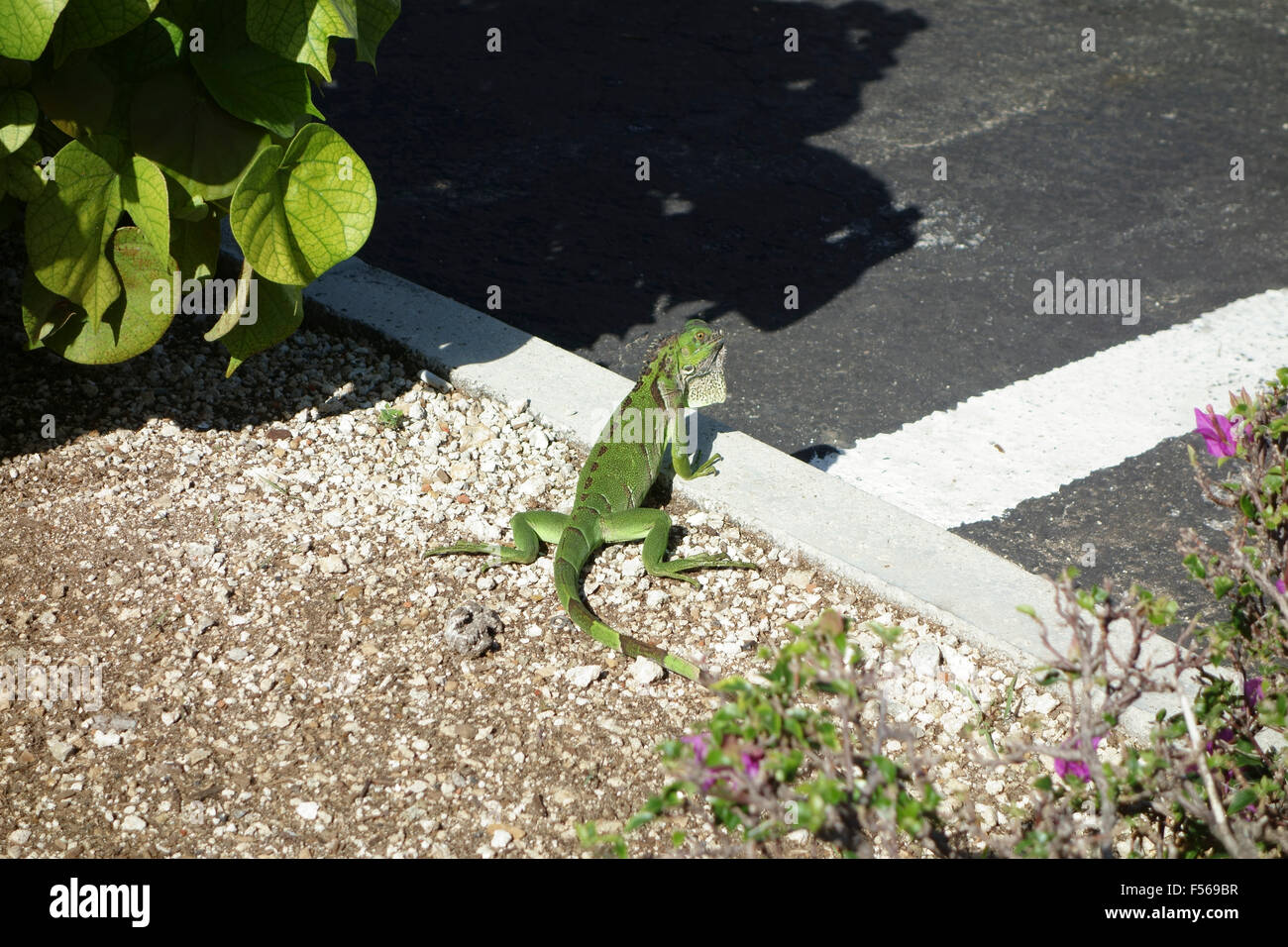 Lizard, Grand Cayman, Cayman Islands, Caribbean Stock Photo