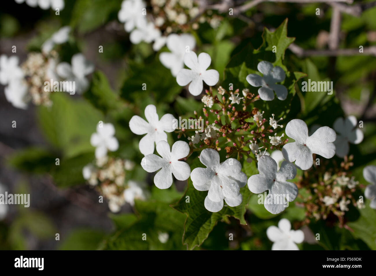 Guilder Rose; Viburnum bopulus Flower; Northumberland; UK Stock Photo