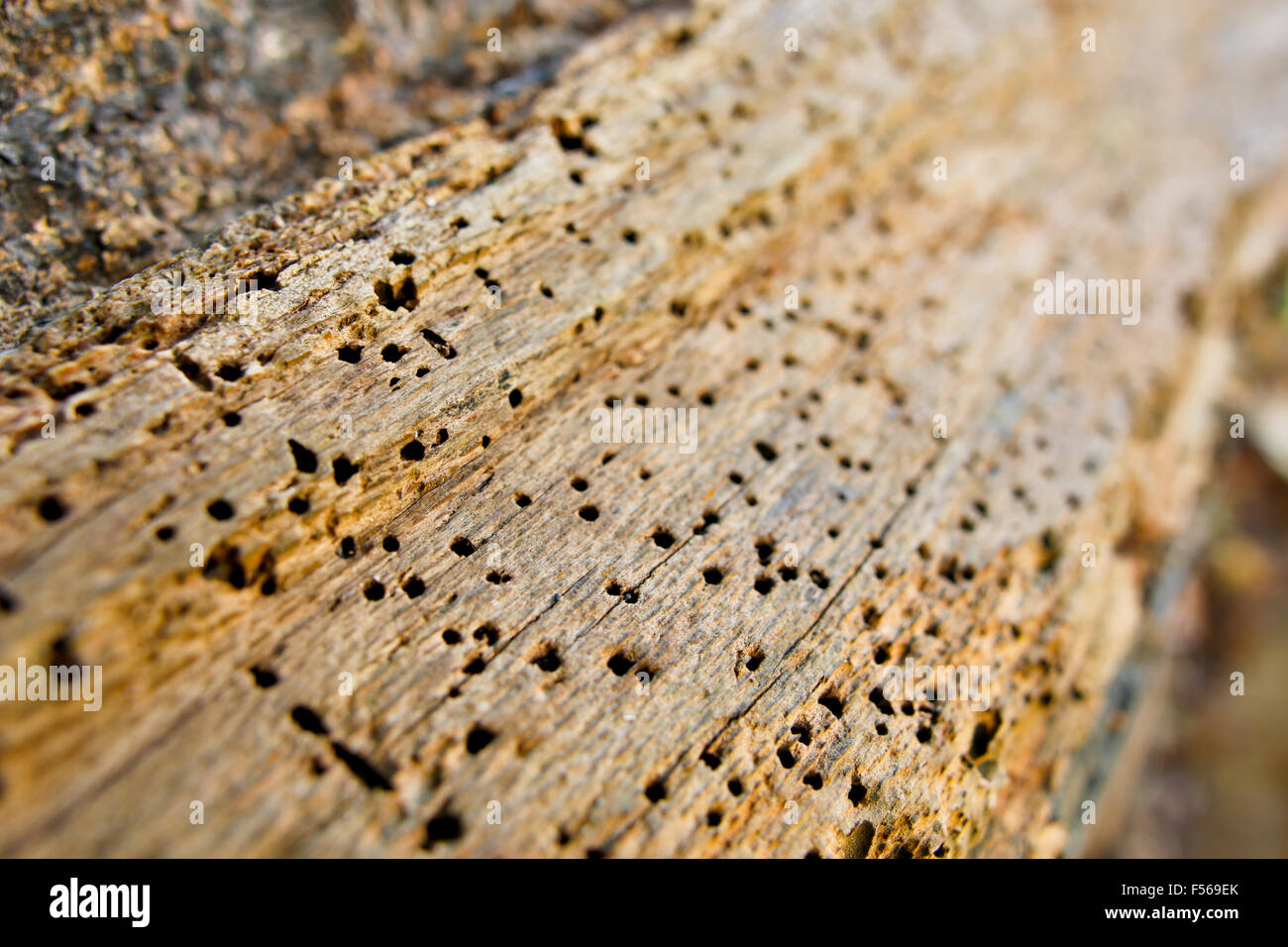 Holes in wood; Made by Boring Beetle Larvae UK Stock Photo