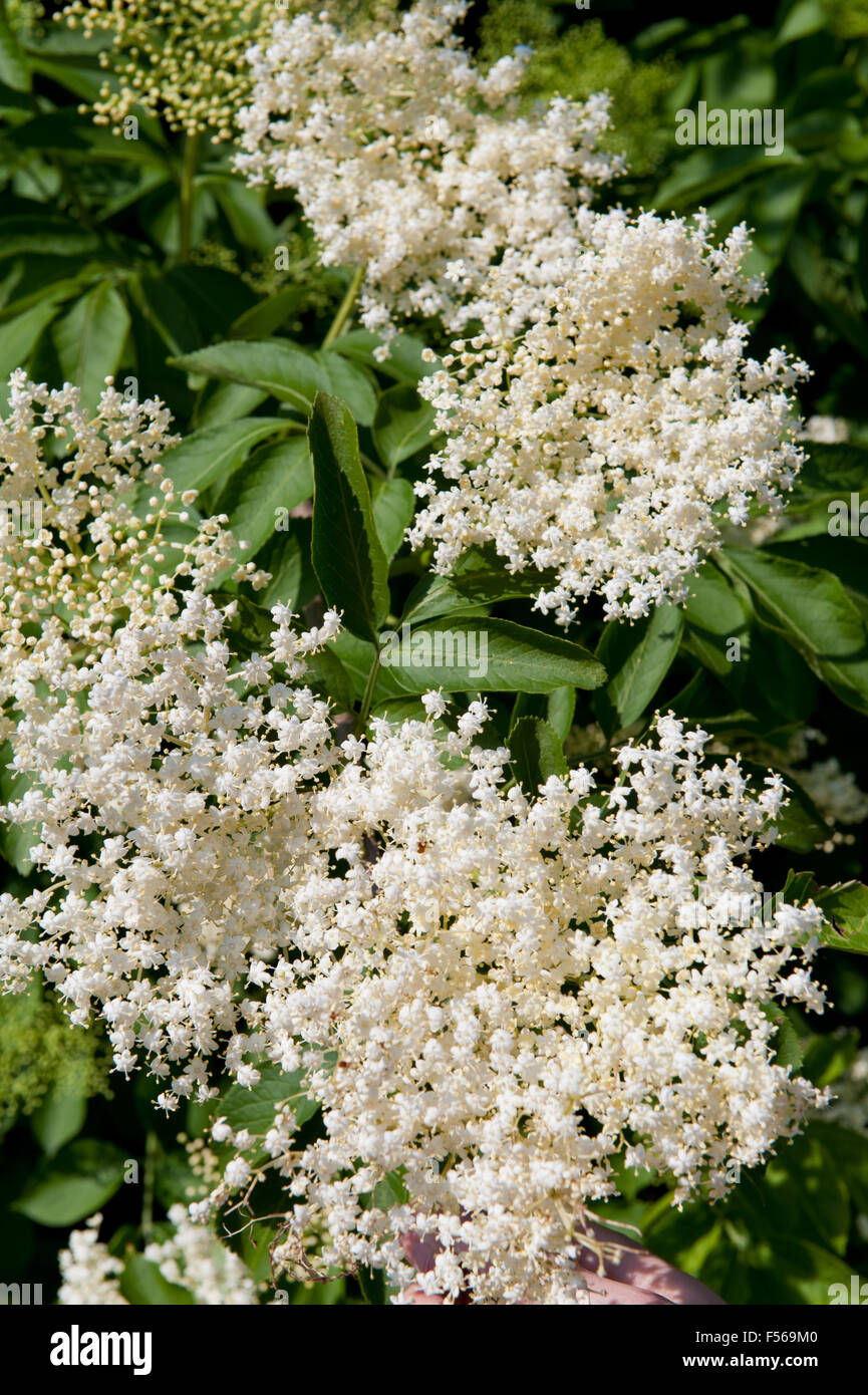 Elder white blossoms closeup, Sambucus nigra flowering medicinal shrub plant in the family Adoxaceae, deciduous tree ... Stock Photo