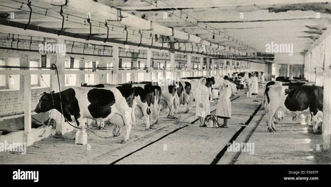Herd of dairy cows, Omsk, Russia Stock Photo Alamy