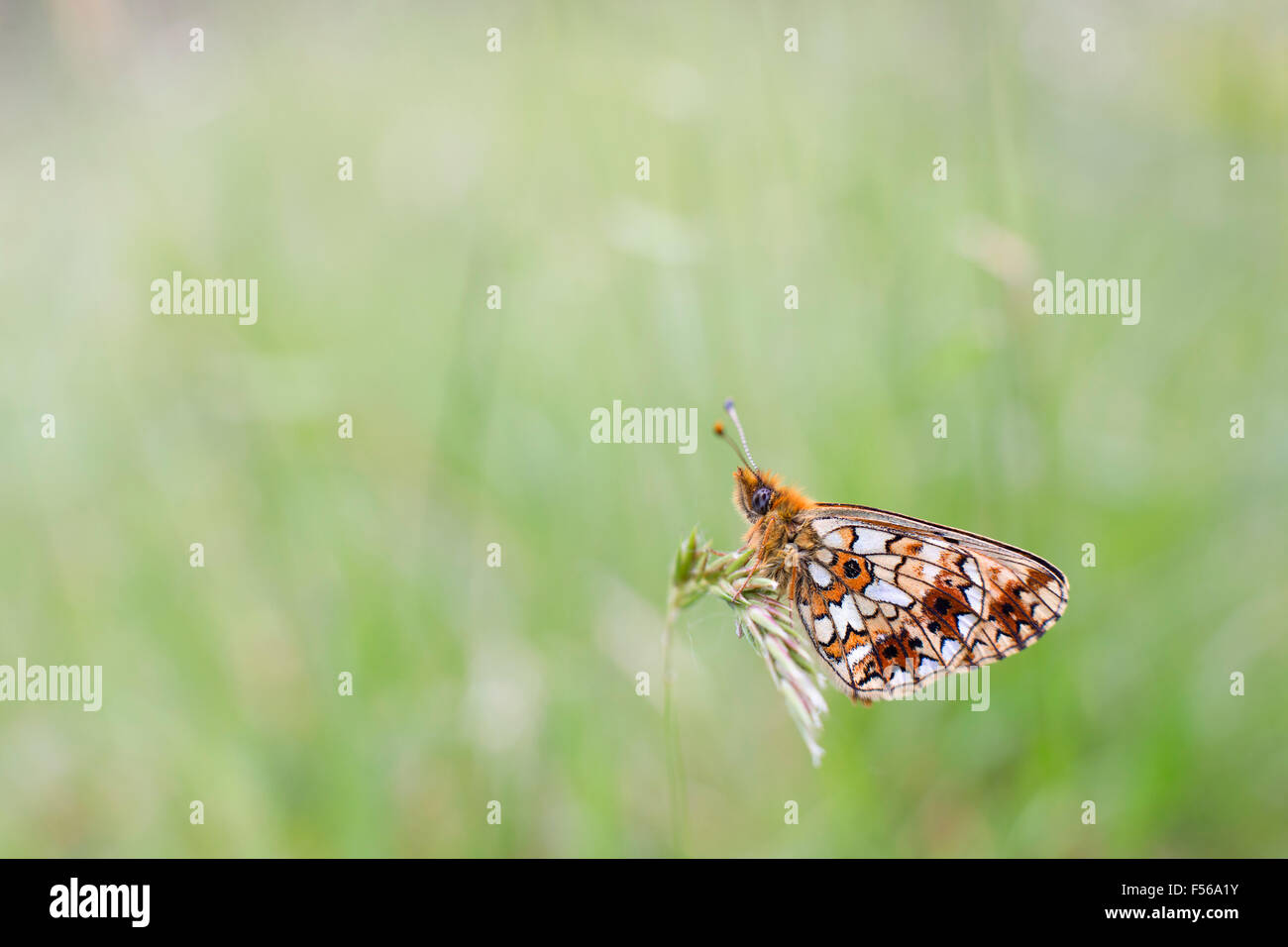 Small Pearl Bordered Fritillary Butterfly; Clossiana selene Single on Grass; Cornwall; UK Stock Photo