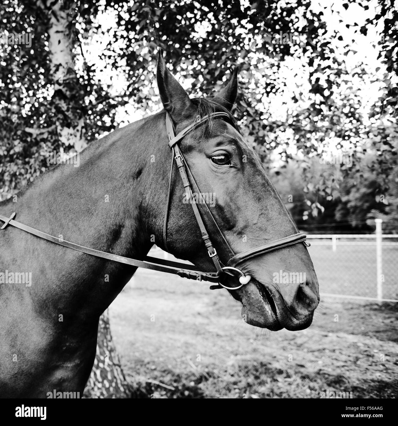 Horse in bridle portrait of animal in black and white tone, one animal in square orientation, nobody, rights managed. Stock Photo