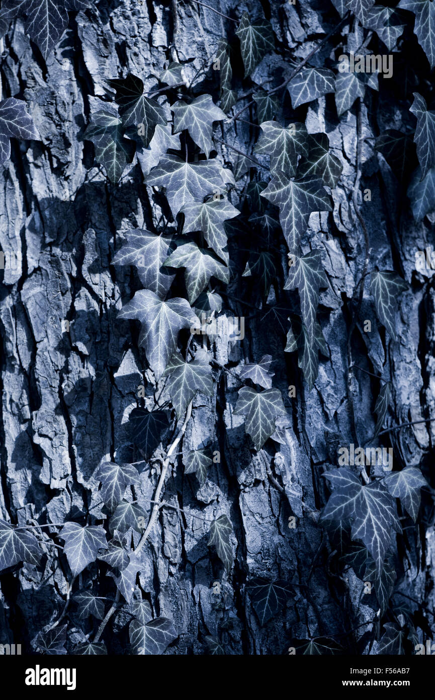 Ivy leaves blue tone, dark faded old foliage on tree bark after winter, leaves in sunny early spring day, nature closeup, gloomy Stock Photo
