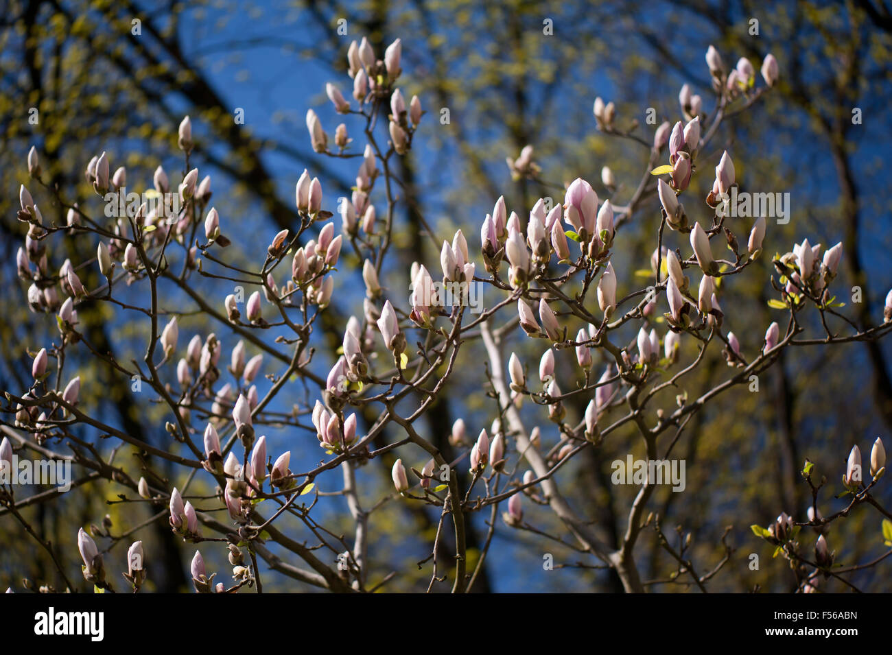 New magnolia flowers in spring, Magnoliaceae family, blooming plant