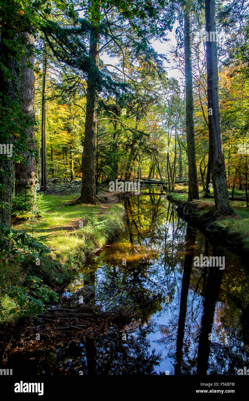 New forest rhinefield horse hi-res stock photography and images - Alamy