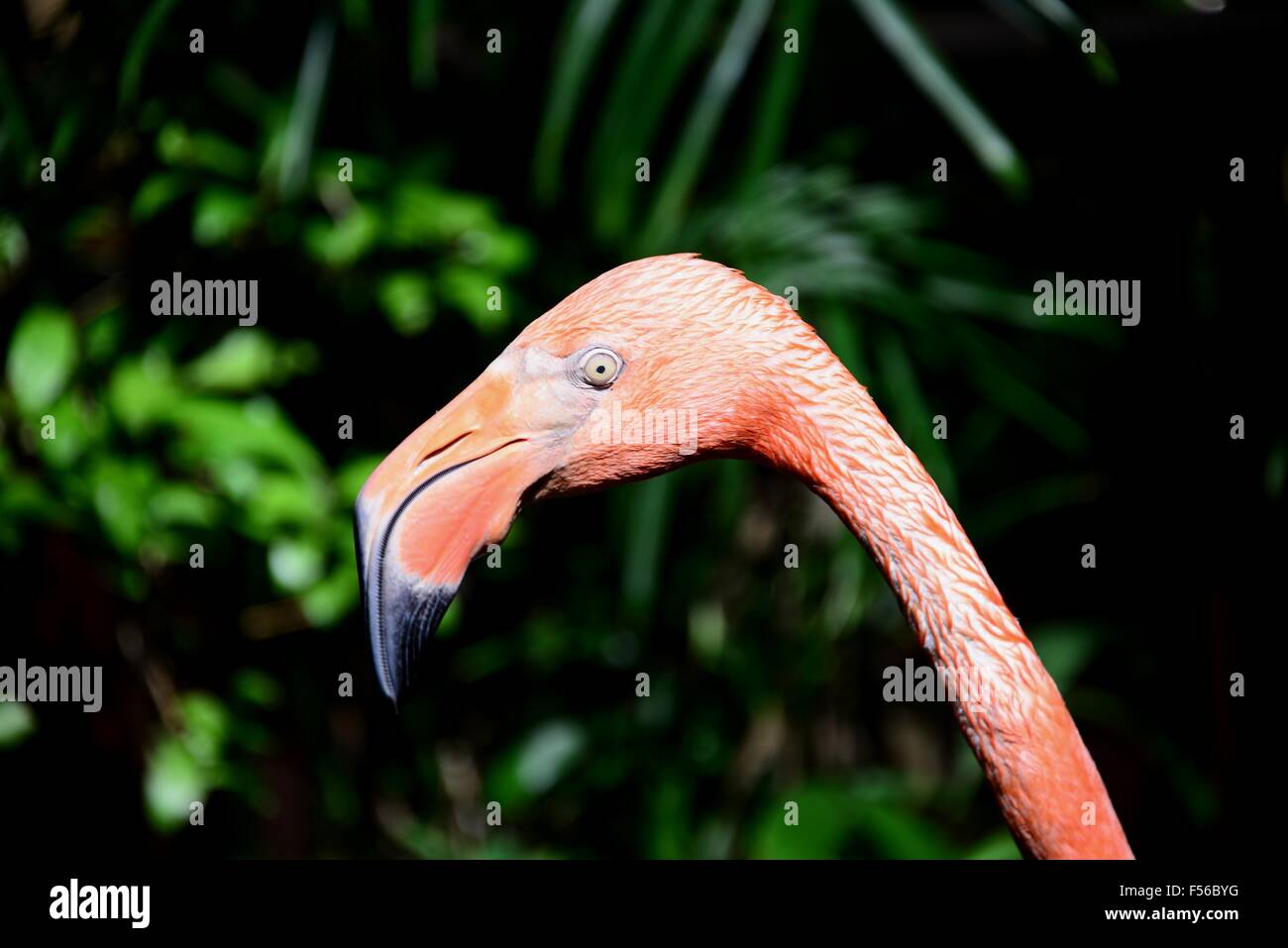 Pink flamingo key west hi-res stock photography and images - Alamy