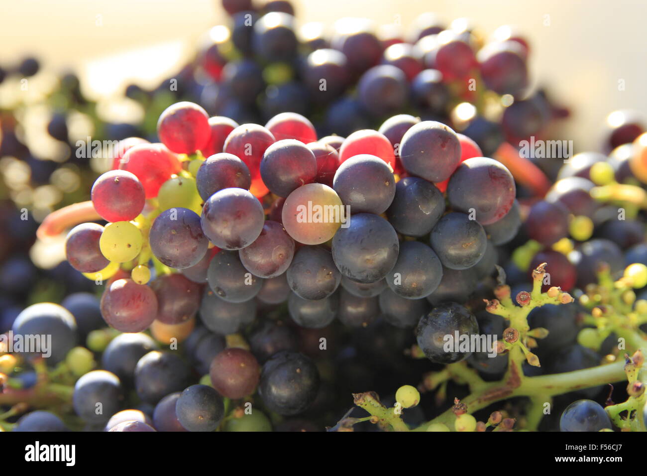 English wine, red grapes for wine making being harvested from vine in Beverley, East Yorkshire, England shown in translucent bre Stock Photo