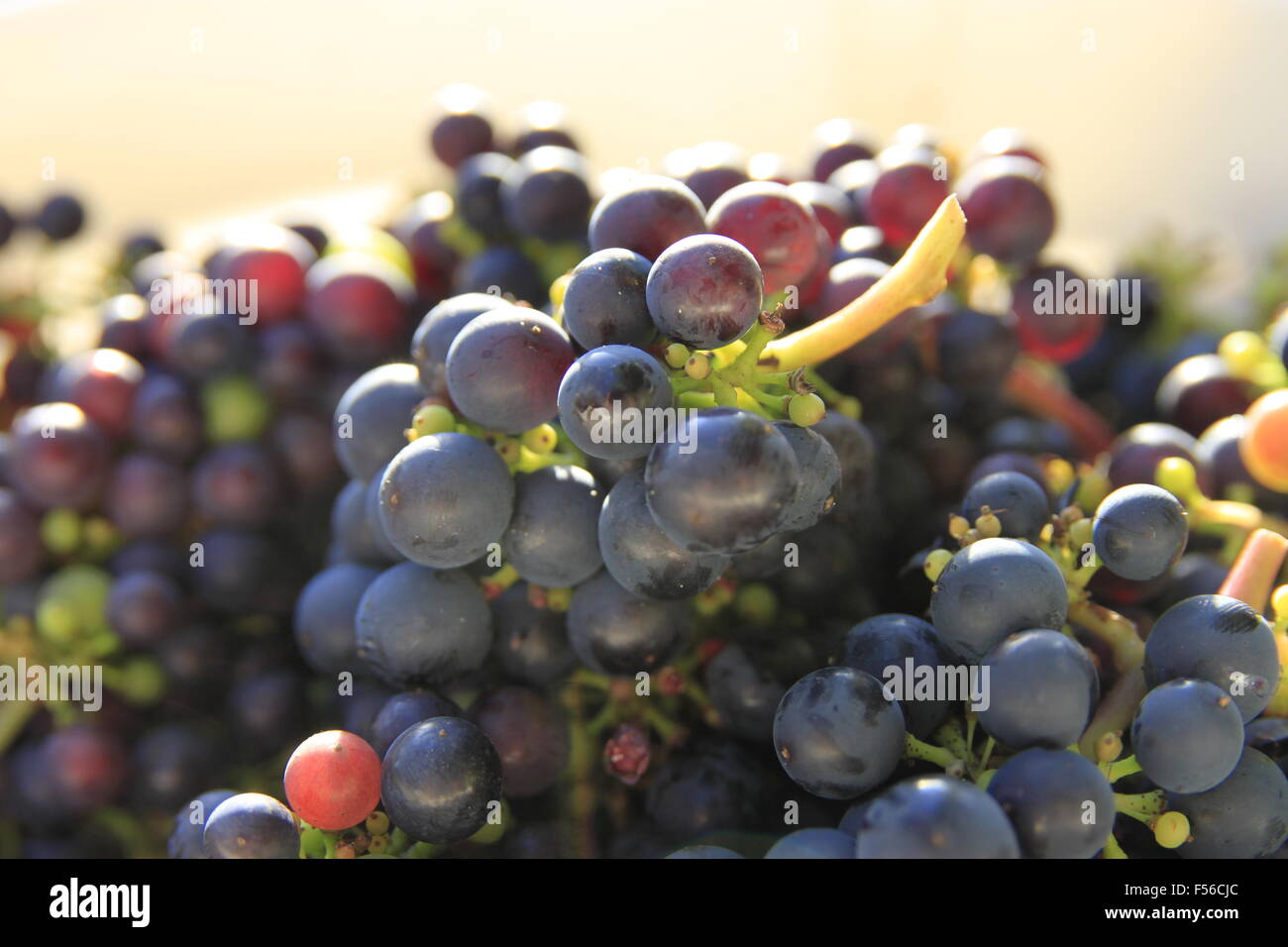 English wine, red grapes for wine making being harvested from vine in Beverley, East Yorkshire, England shown in translucent br Stock Photo