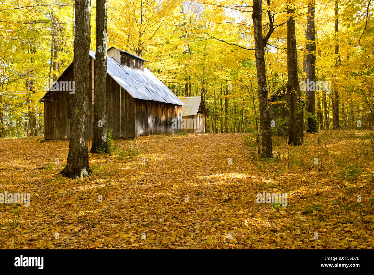 The sugar shack in autumn Stock Photo Alamy