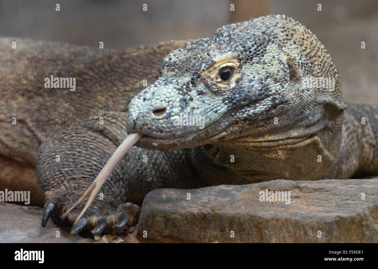 Komodo Dragons — City of Albuquerque