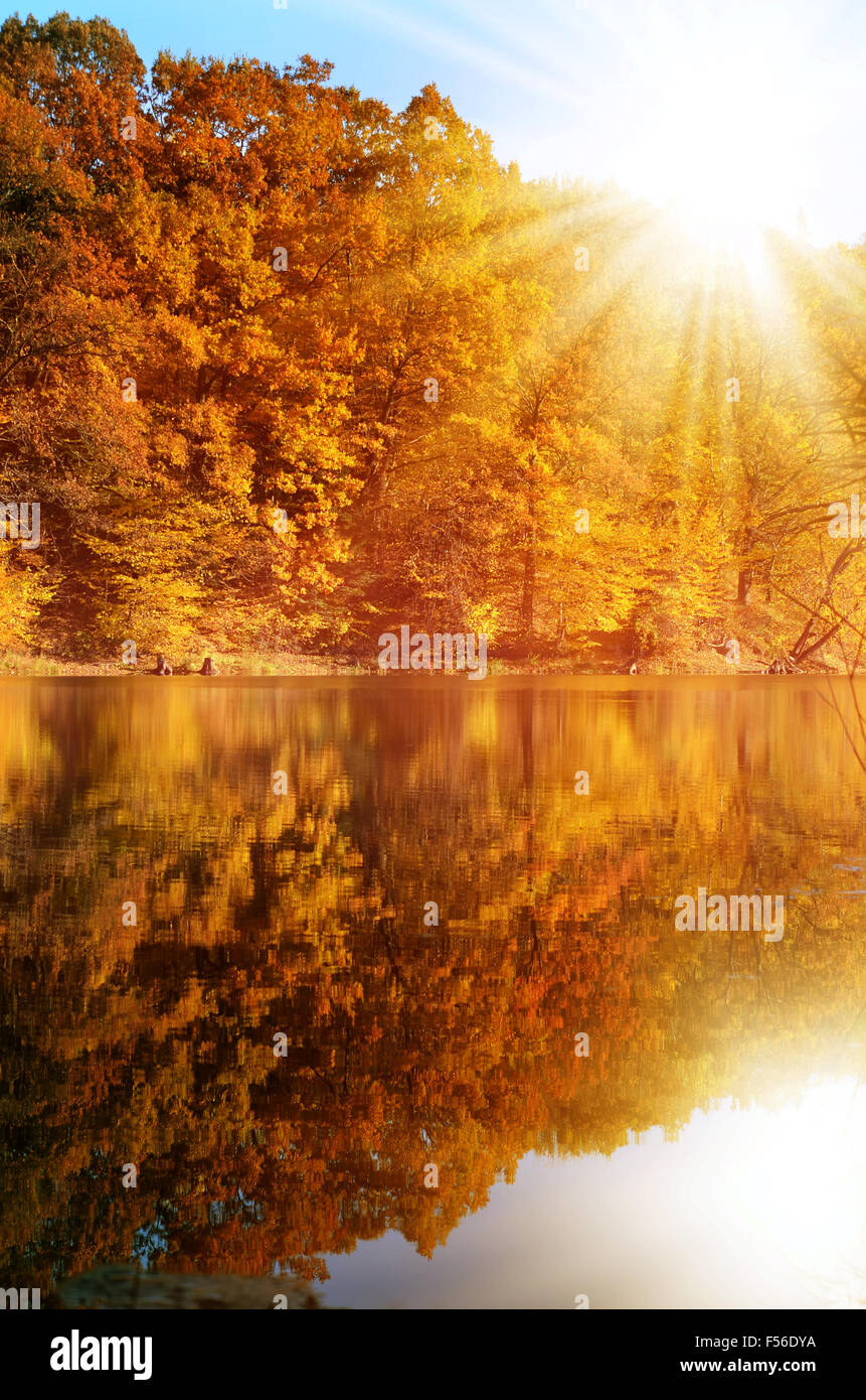 Autumn forest on the lake shore Stock Photo - Alamy