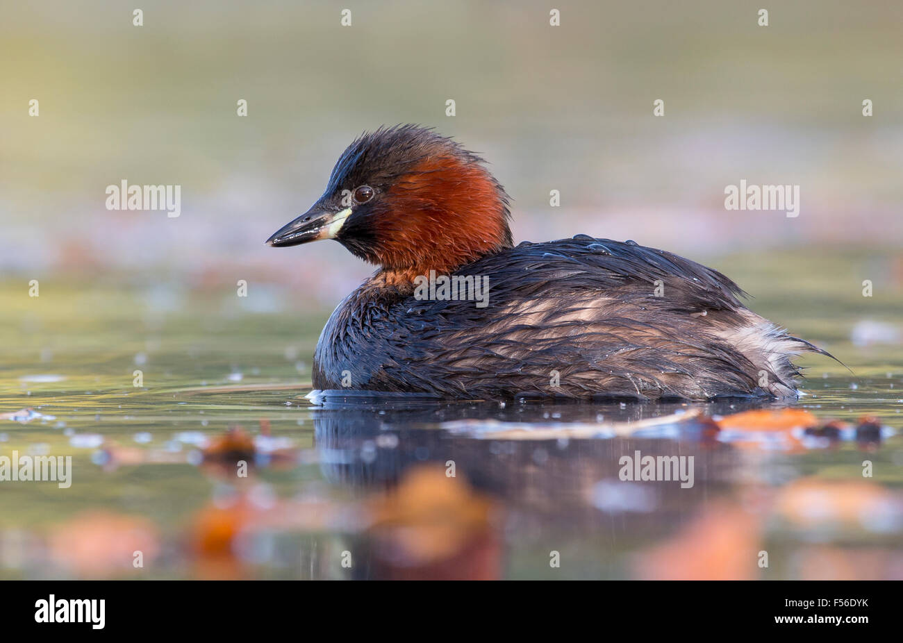 Little grebe Stock Photo