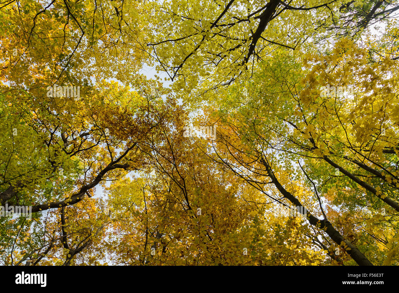 Autumn Tree Canopy in a Forest in Austria. There is space for text. Stock Photo