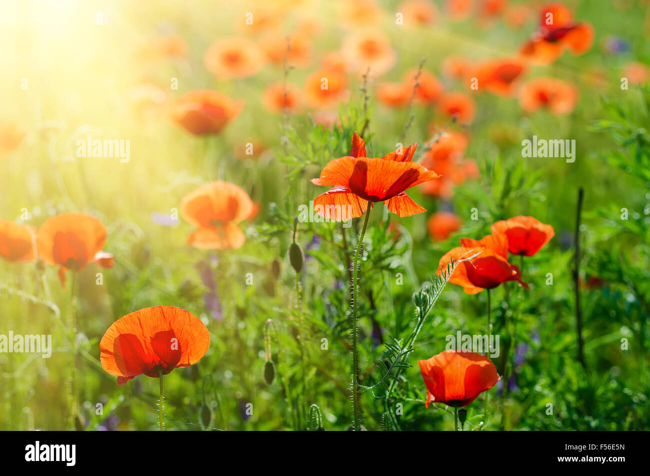 Poppy in a field Stock Photo Alamy