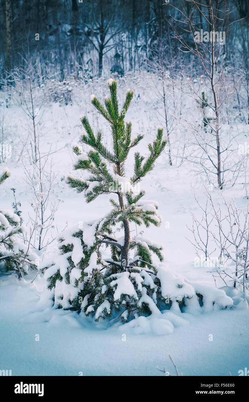 Evergreen tree snow hi-res stock photography and images - Alamy