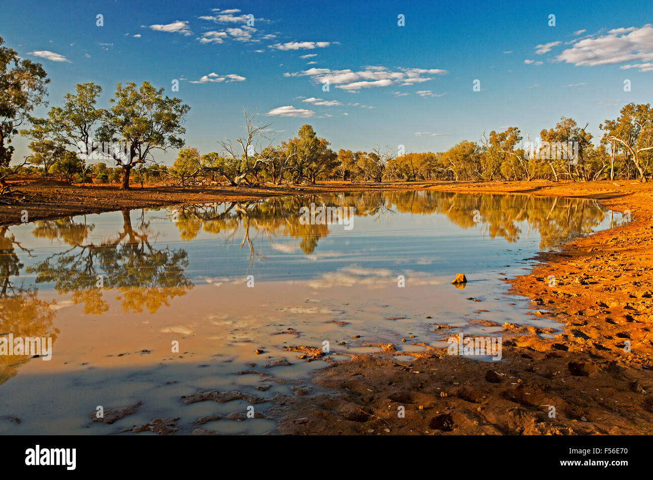 Australian outback landscape during drought with trees & blue sky reflected in mirror surface of water at oasis at dusk Stock Photo