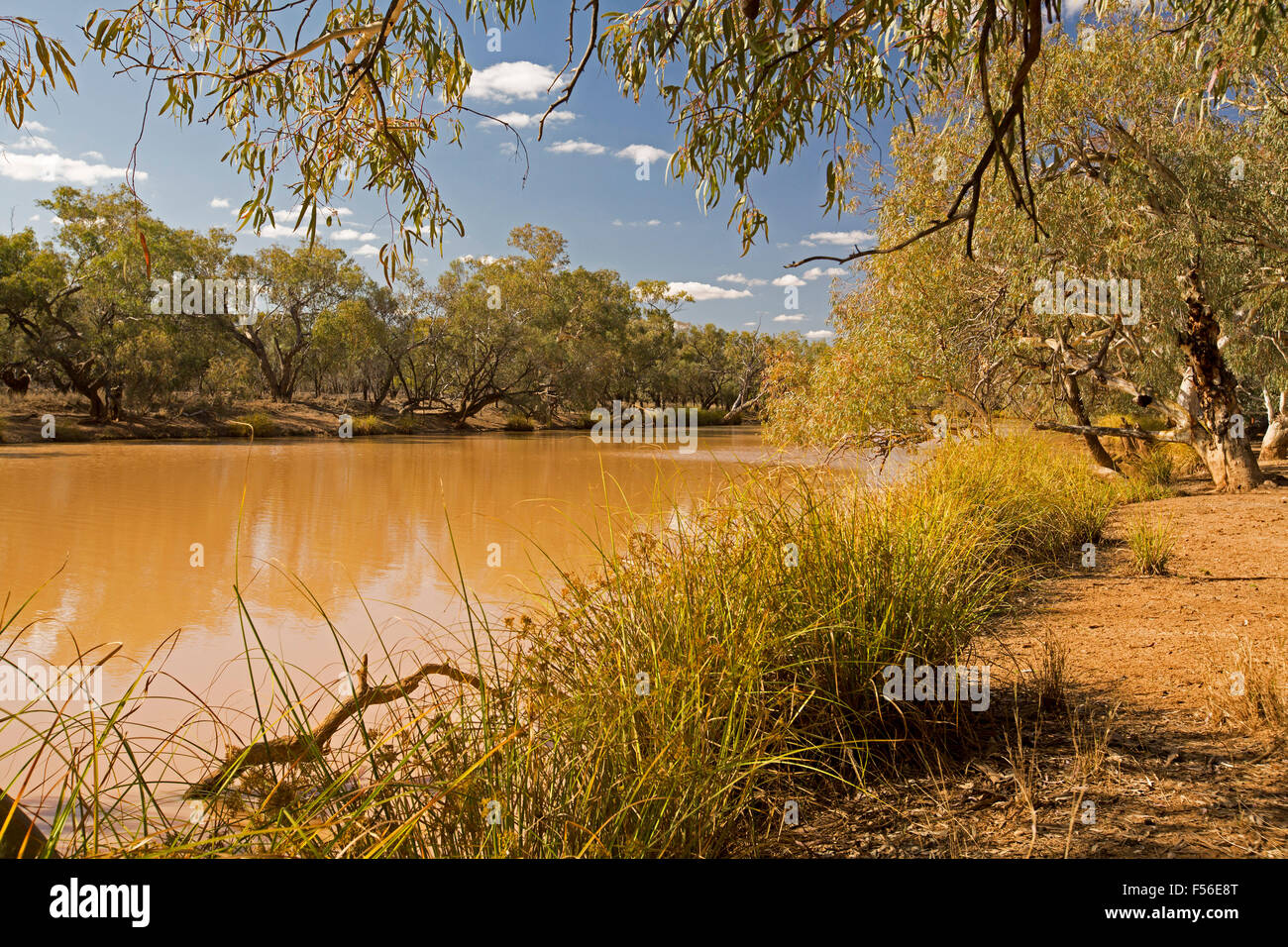 Paroo River, permanent inland waterway shaded by large gum trees at Currawinya National Park in outback Queensland Australia Stock Photo