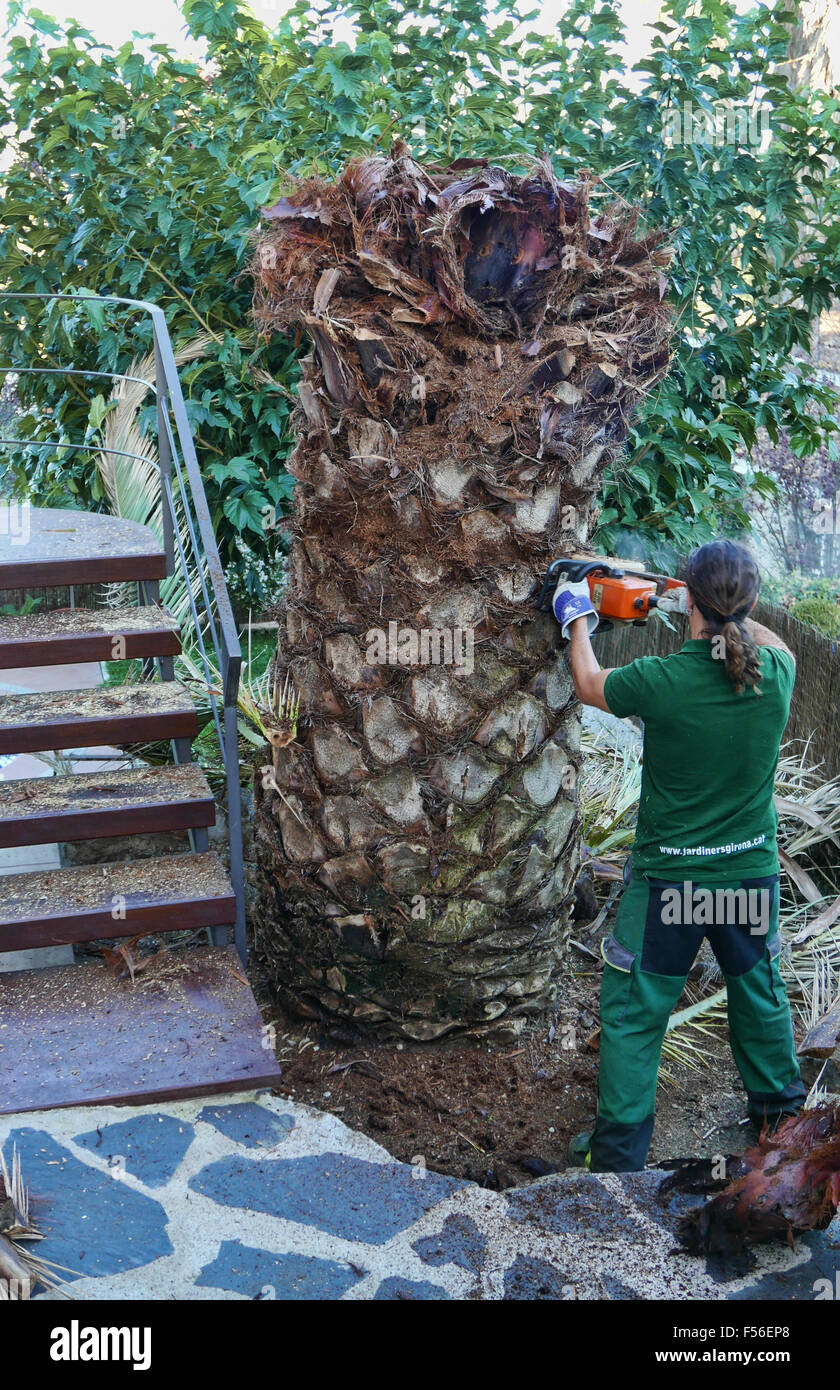 Palm tree in Spain destroyed by red palm weevil beetle infestation is cut down by a lumberjack Stock Photo