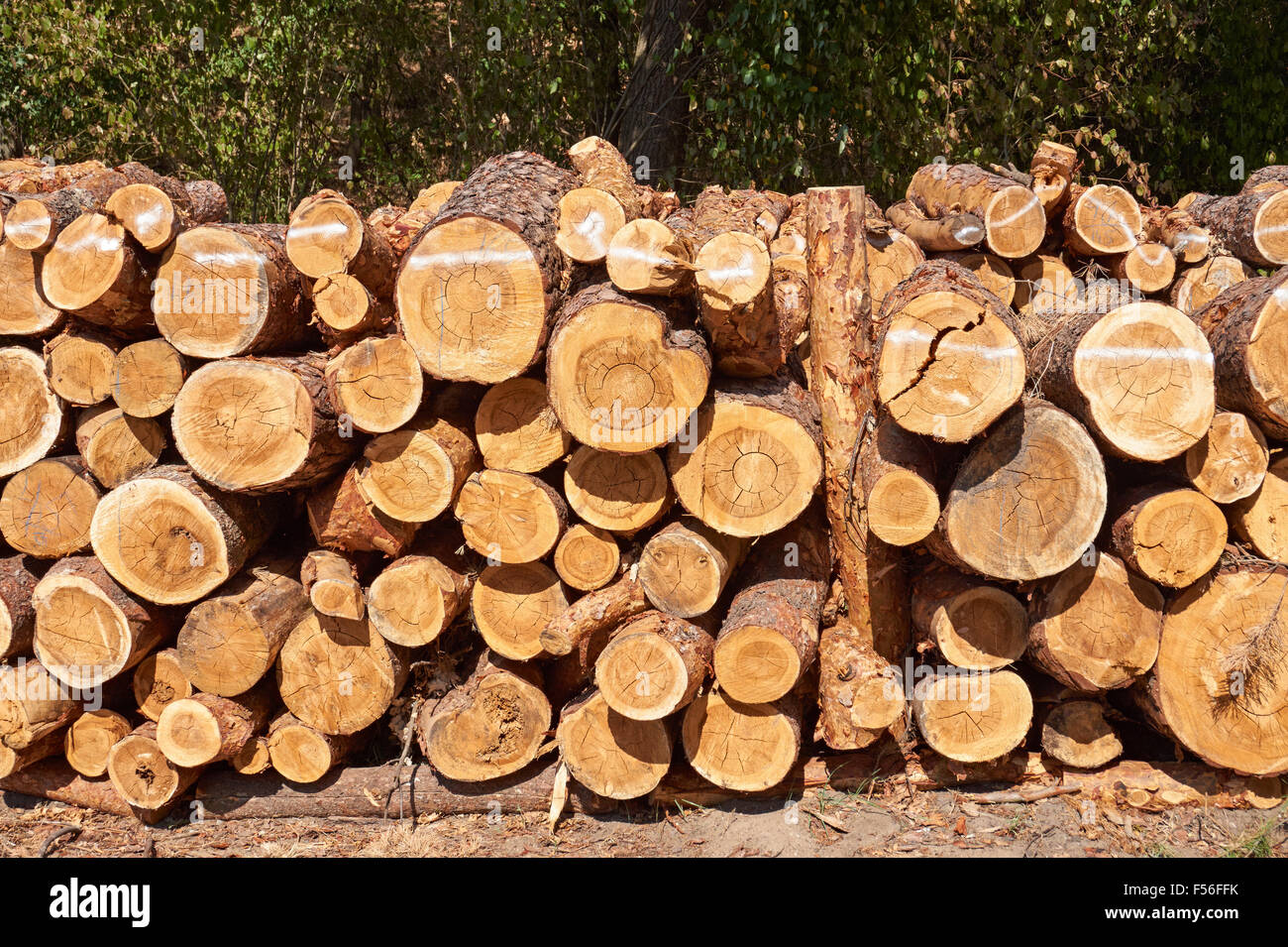 Pine logs stacked in the forest Stock Photo Alamy