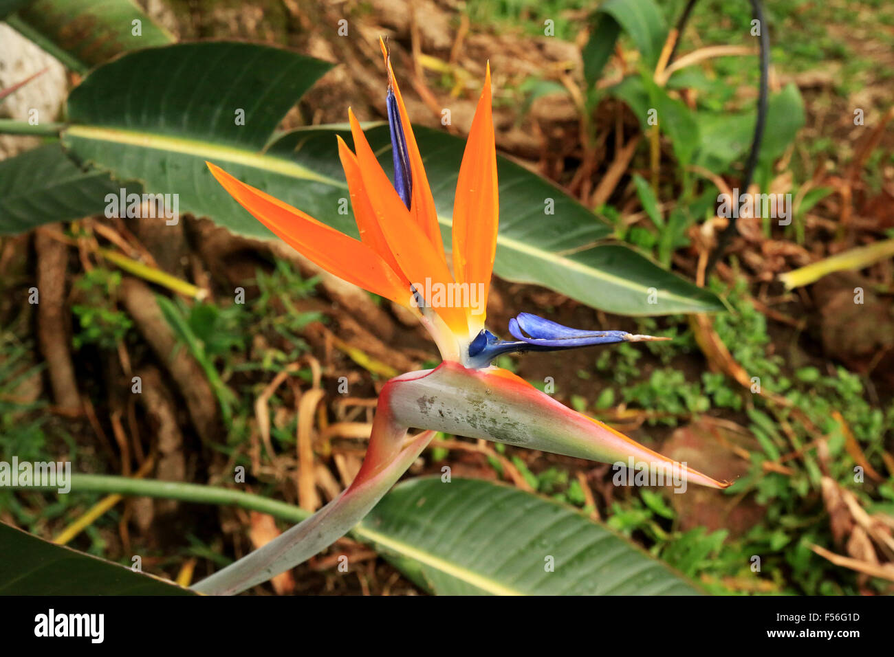 Colorful bird of paradise flower in San Jose, Costa Rica Stock Photo