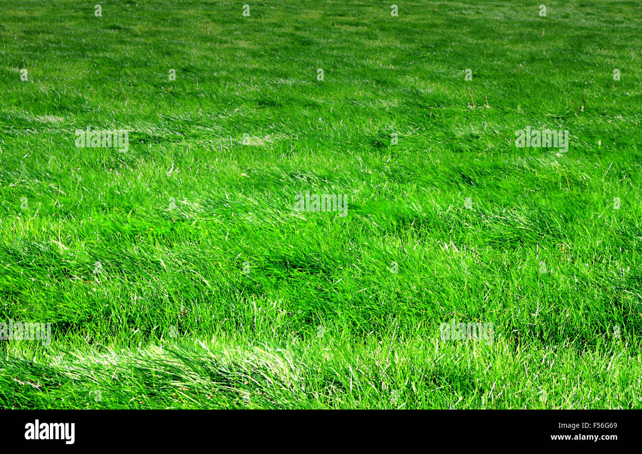 Lush green grass hi-res stock photography and images - Alamy