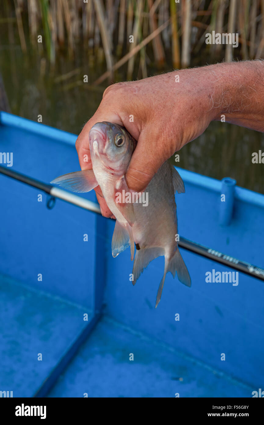 The crucian carp caught with a fishing rod Stock Photo