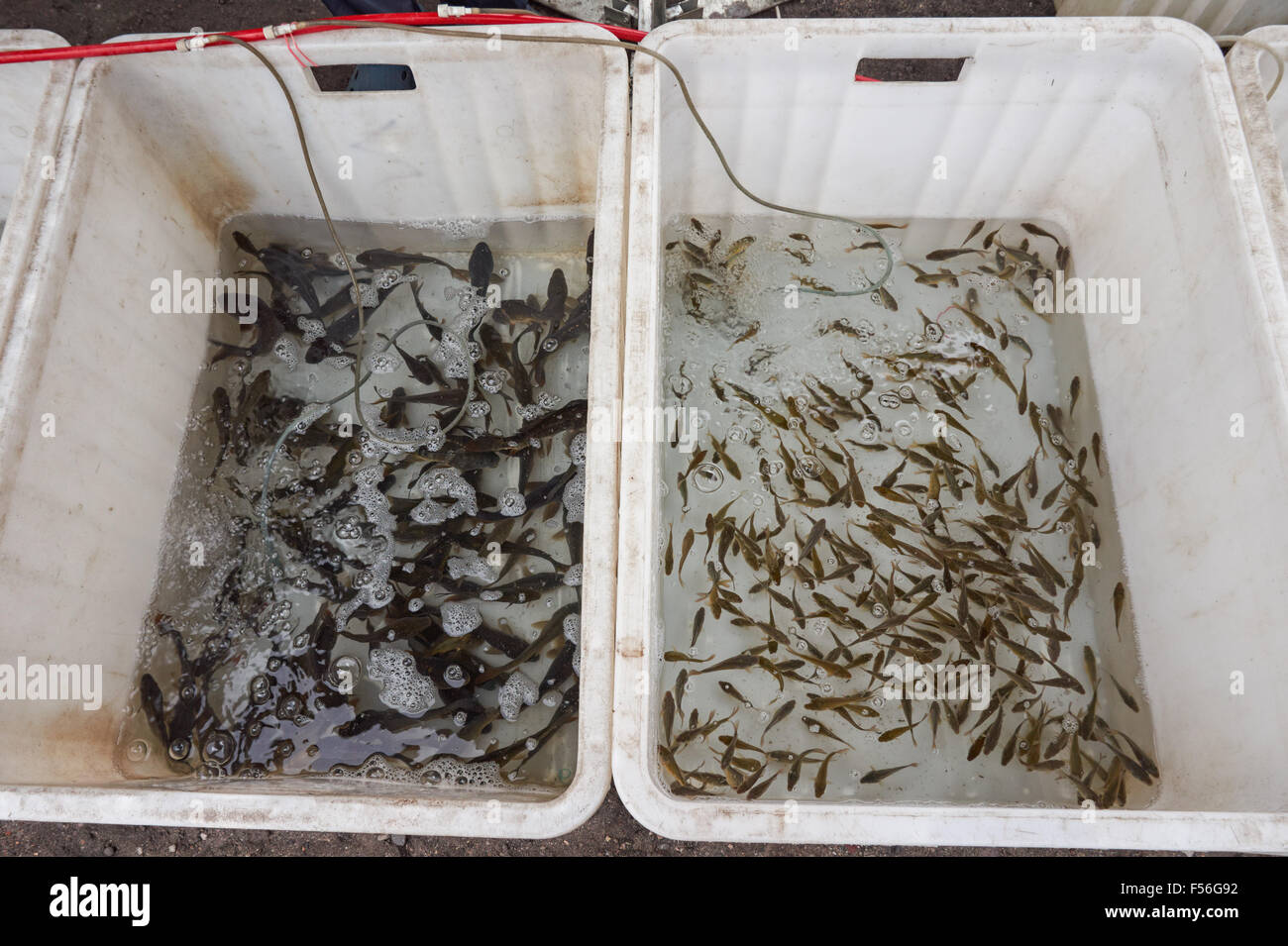 Carp fish hires stock photography and images Alamy