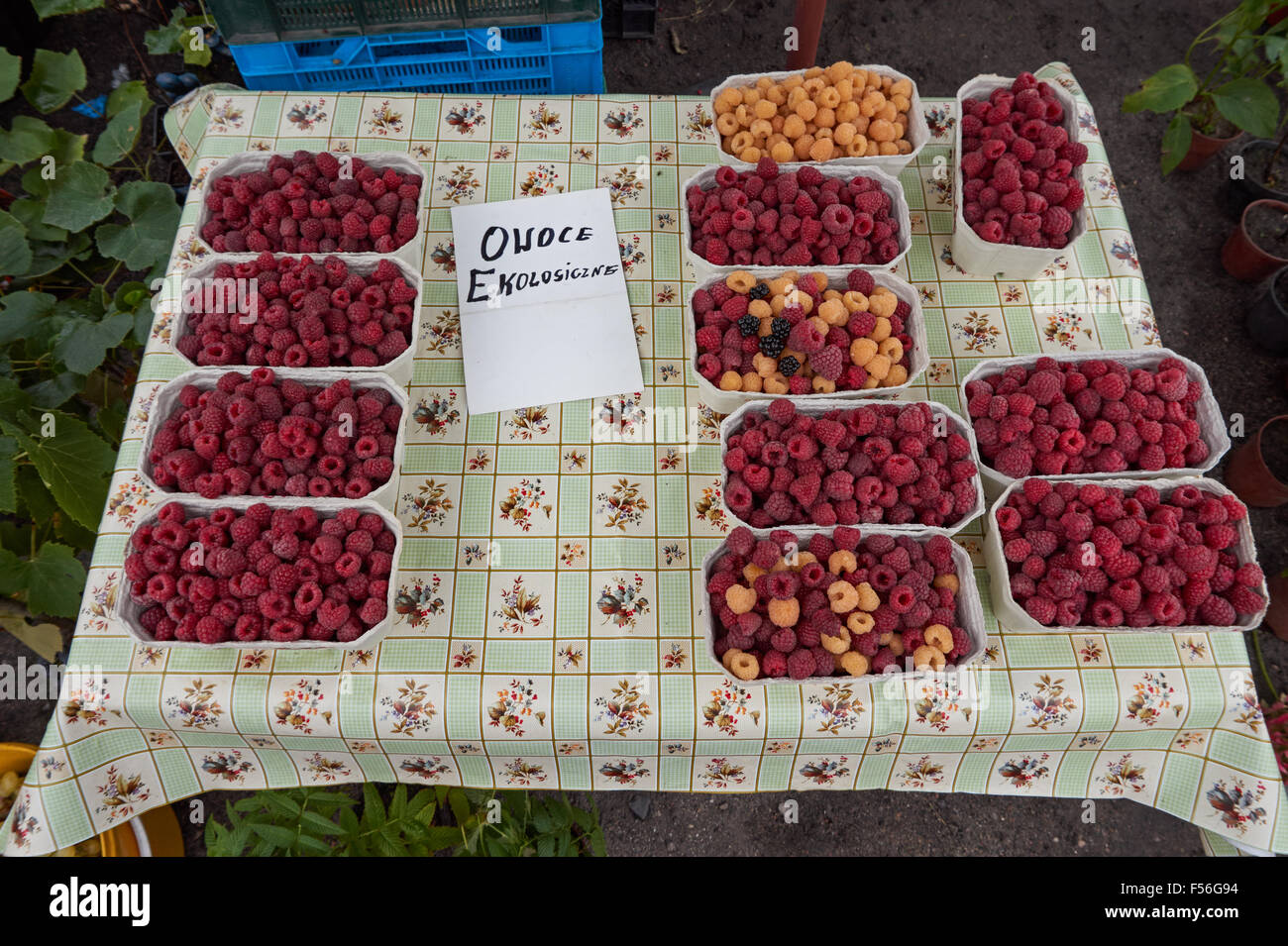 Organic red and orange raspberries at the market in Poland Stock Photo