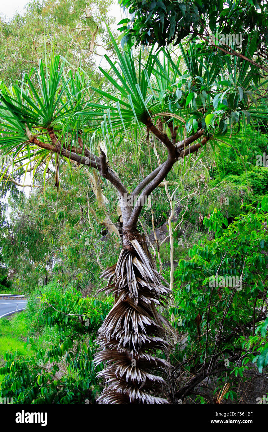 Pandanus tree hires stock photography and images Alamy