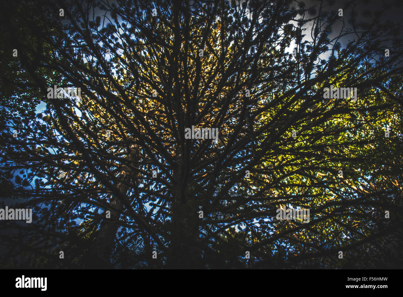 Big tree silhouette hi-res stock photography and images - Alamy
