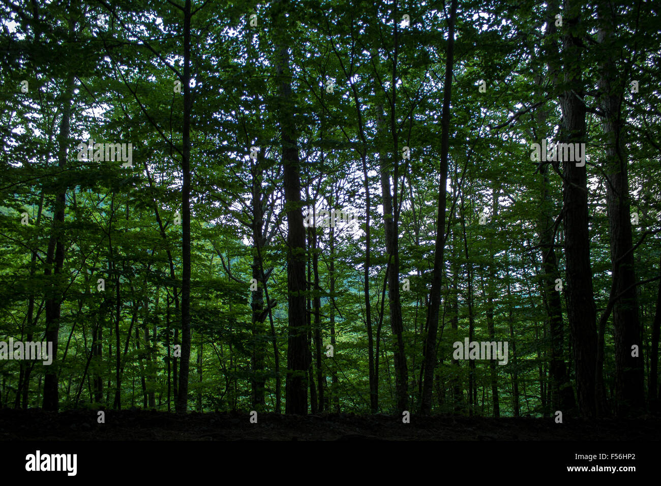 Nice line of trees hi-res stock photography and images - Alamy