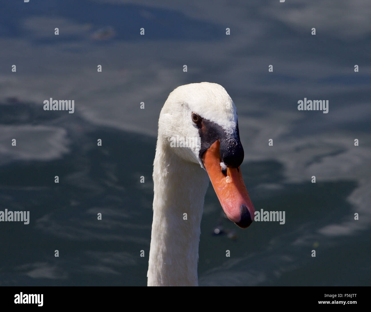 Funny close-up of a white mute swan Stock Photo
