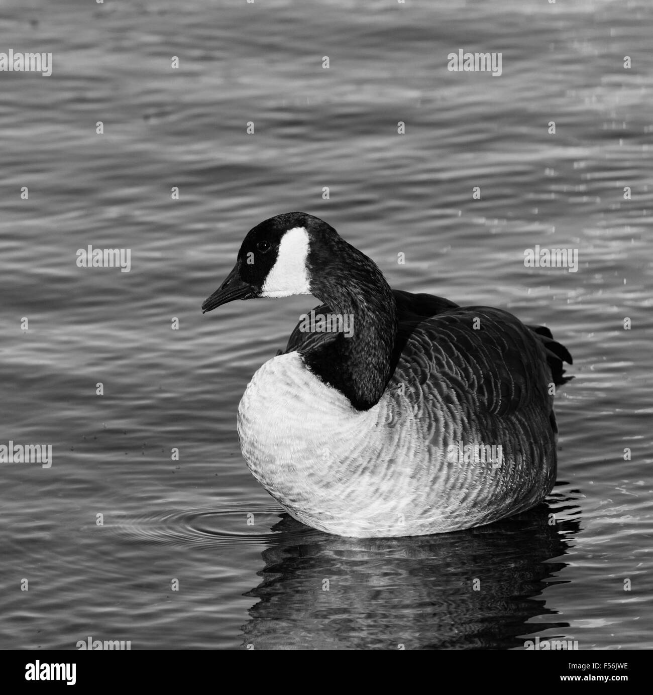 Beautiful black and white close-up of the Canada goose in the lake Stock Photo