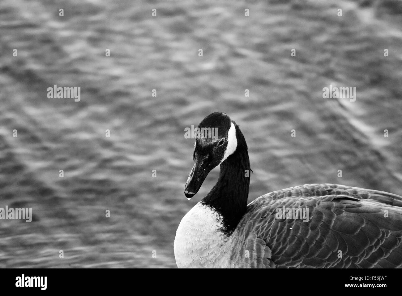 Beautiful black and white background with the calm thoughtful Canada goose Stock Photo