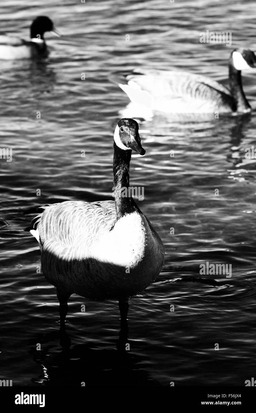 Beautiful black and white close-up of a Canada goose Stock Photo