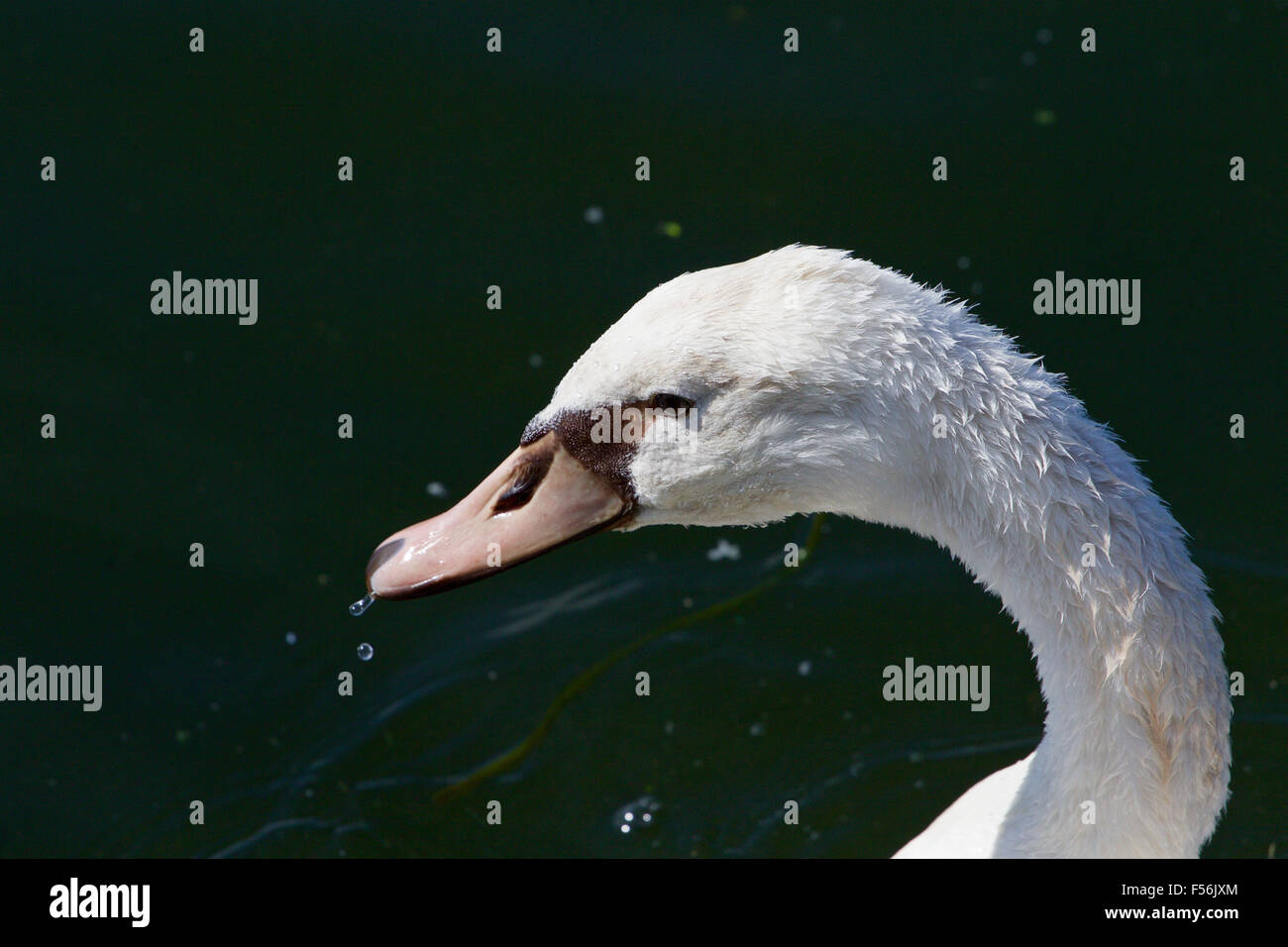 Beautiful background with the cute female mute swan Stock Photo
