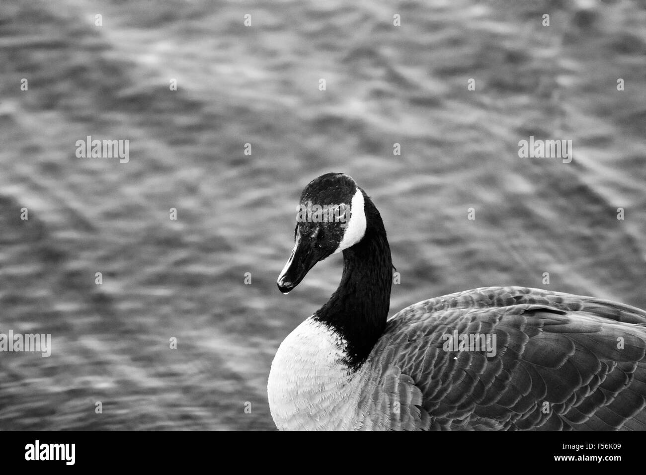 Beautiful black and white close-up of a Canada goose with the water background Stock Photo