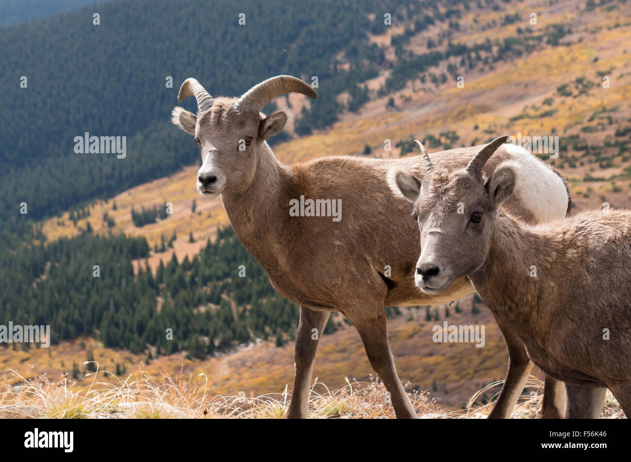 Bighorn sheep male and female walking near Mt Evans summit in Colorado
