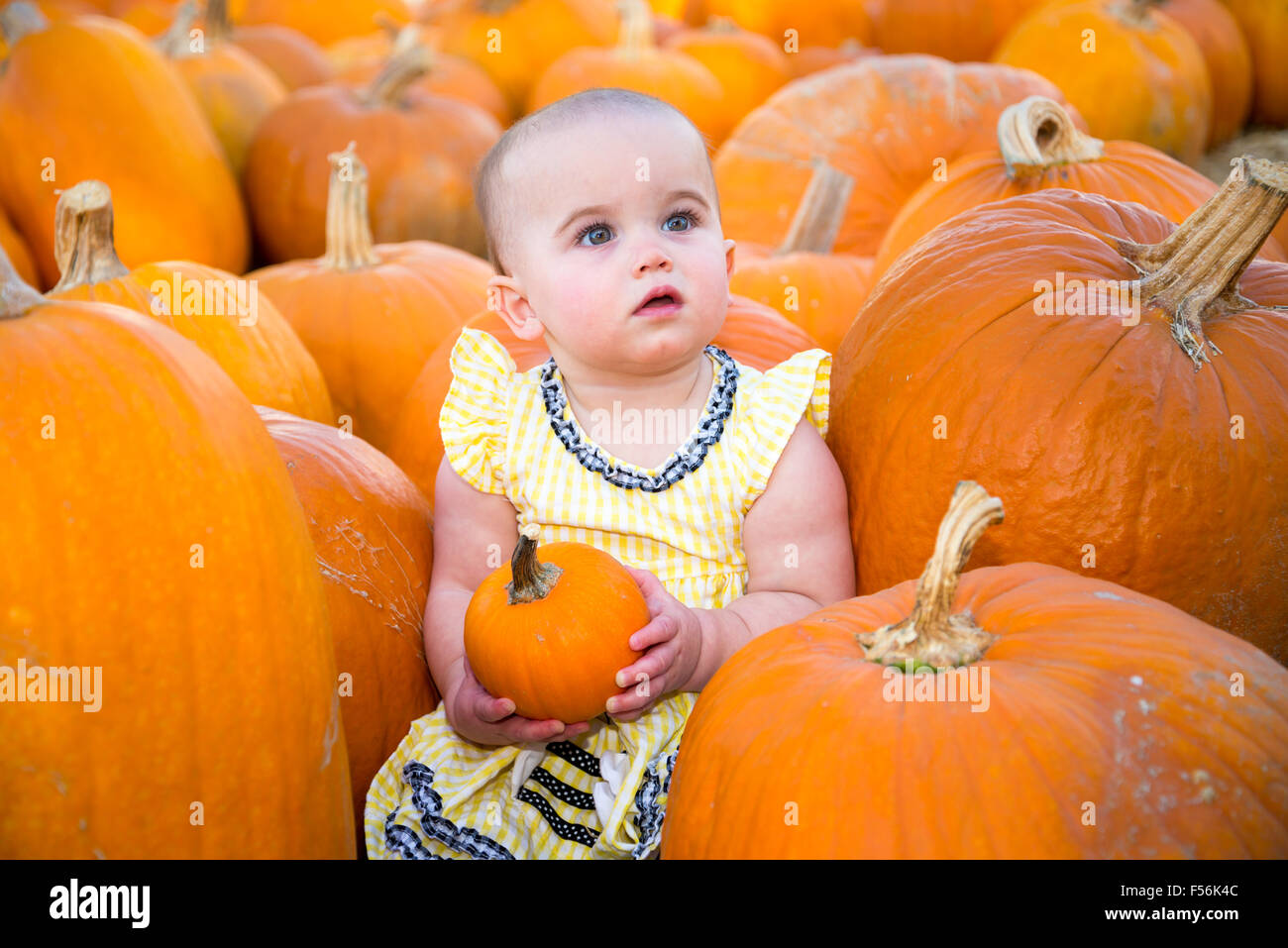 Cute Pumpkin Patch Baby holding a small pumpkin Stock Photo