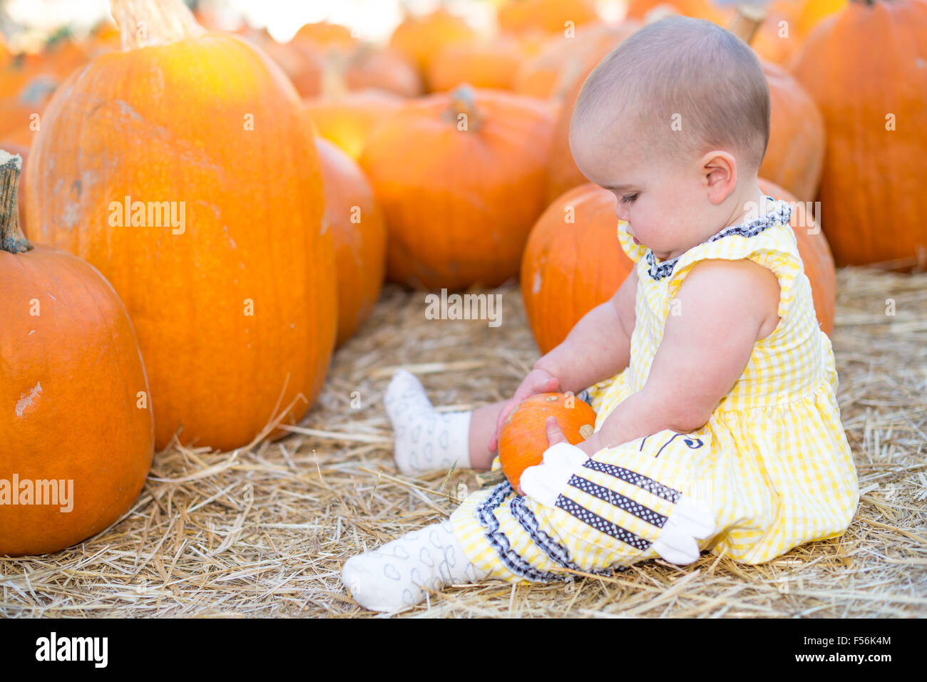 Adorable Baby girl Playing with a pumpkin in a pumpkin patch Stock Photo