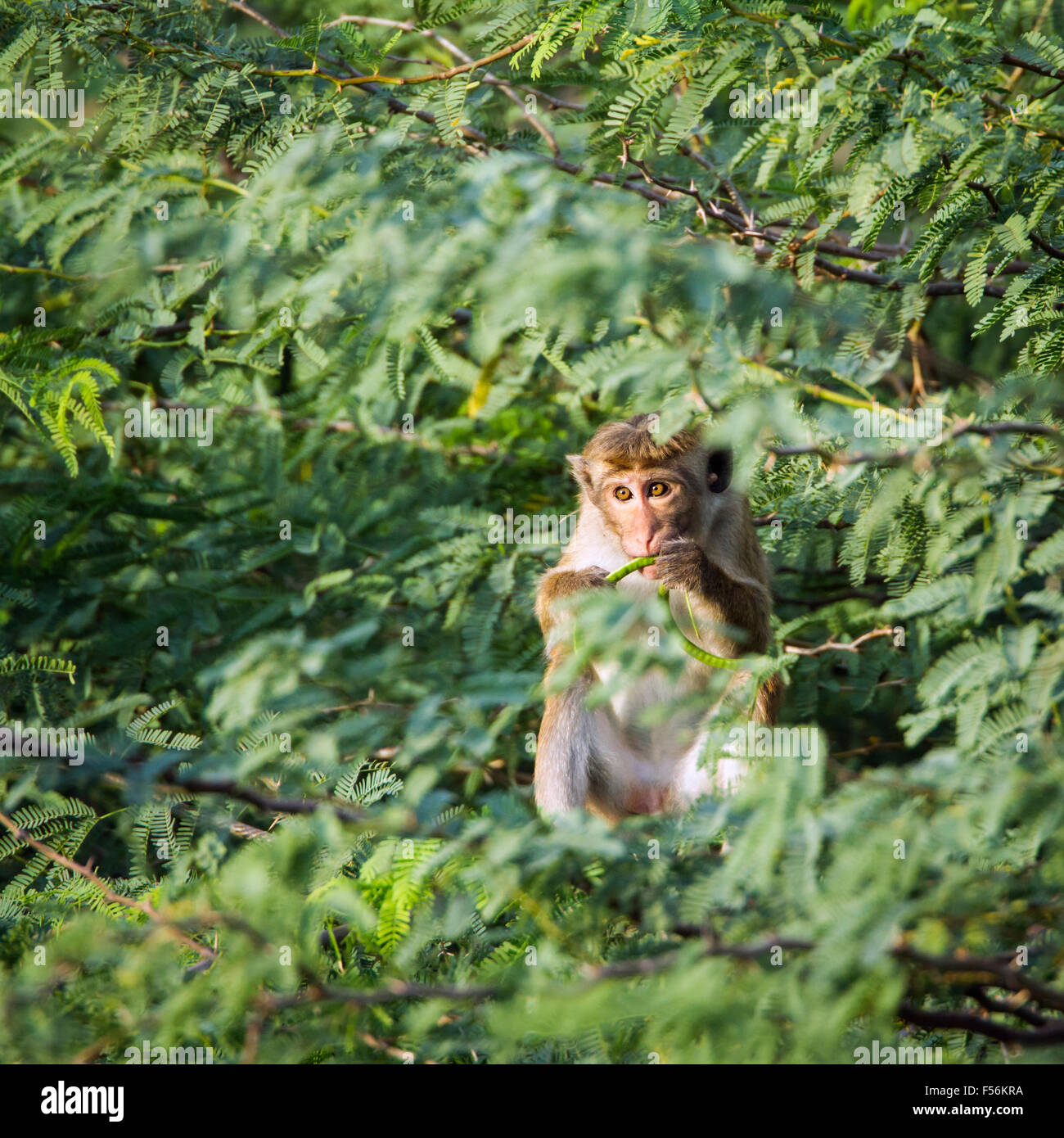 Toque macaque specie Macaca sinica Stock Photo