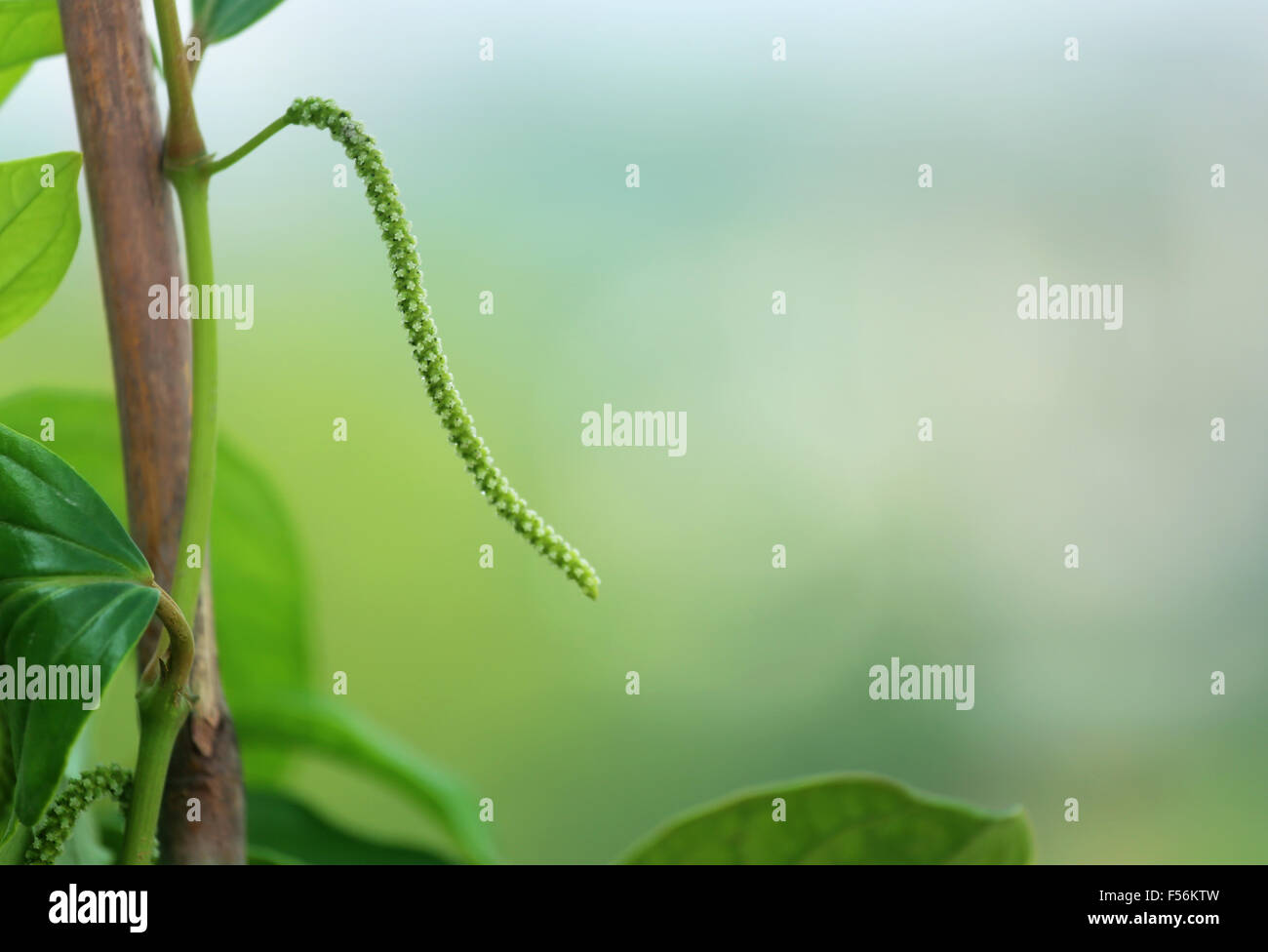 Flower of black pepper in plant outdoor Stock Photo Alamy