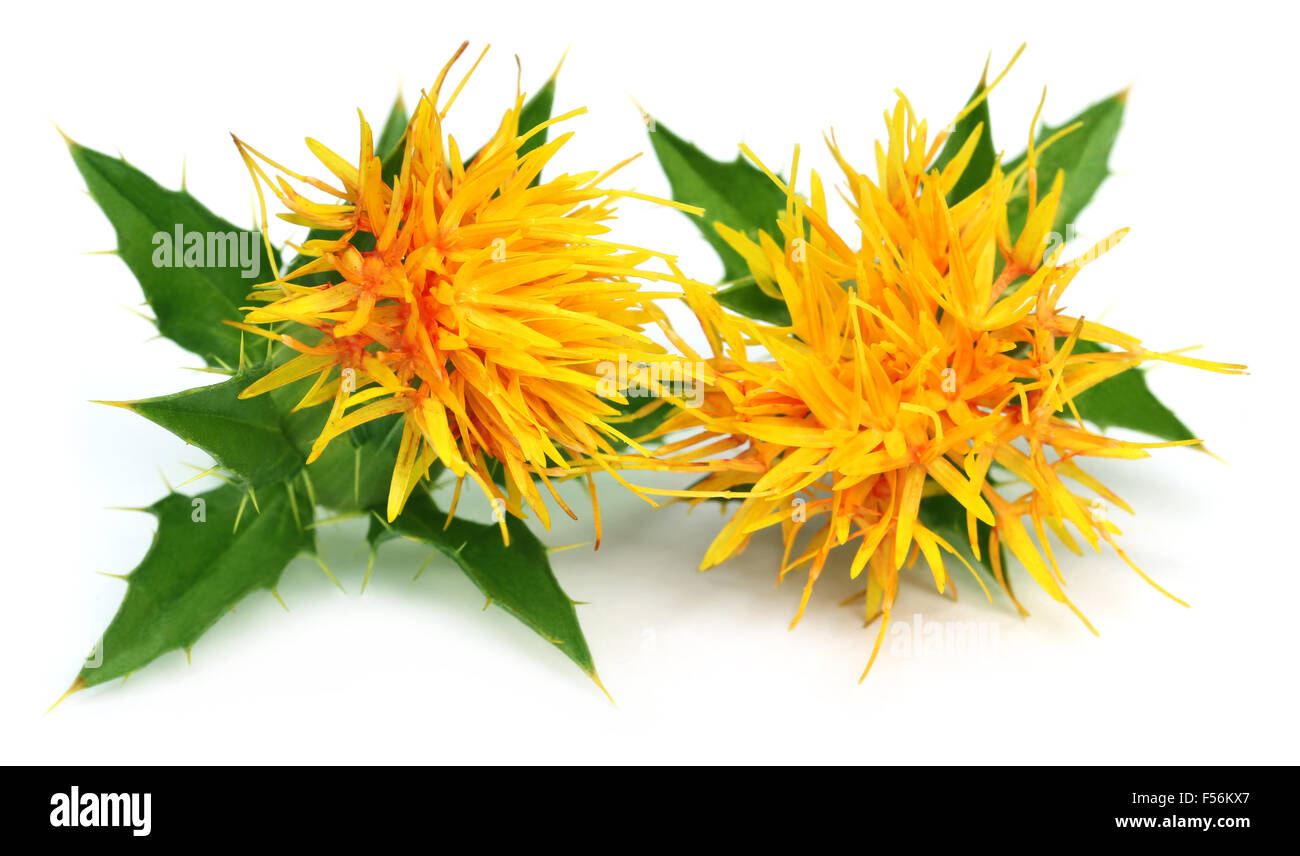 Edible safflower over white background Stock Photo Alamy