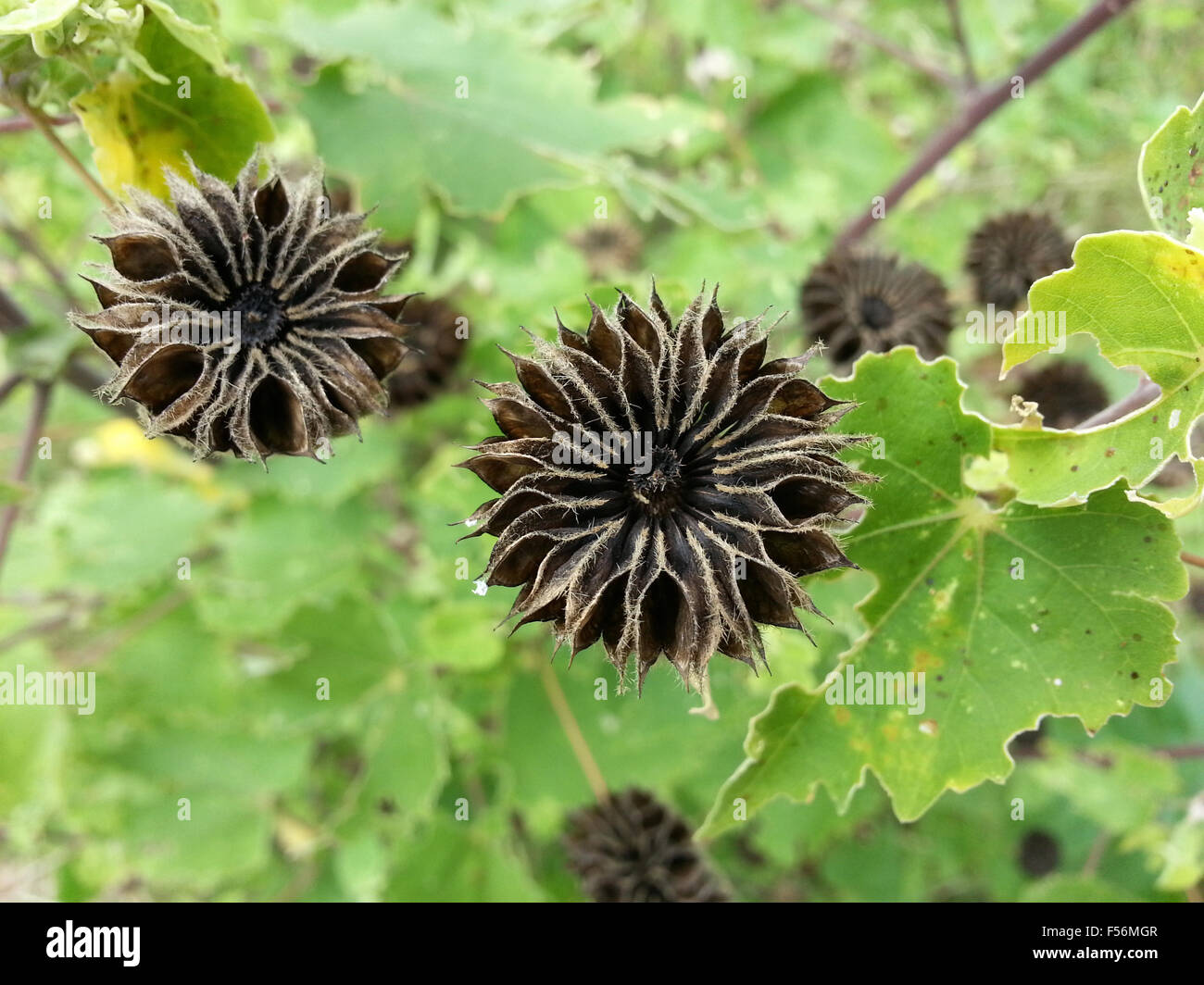 Abutilon indicum (L.) Sweet, Country Mallow, Indian Mallow. Stock Photo