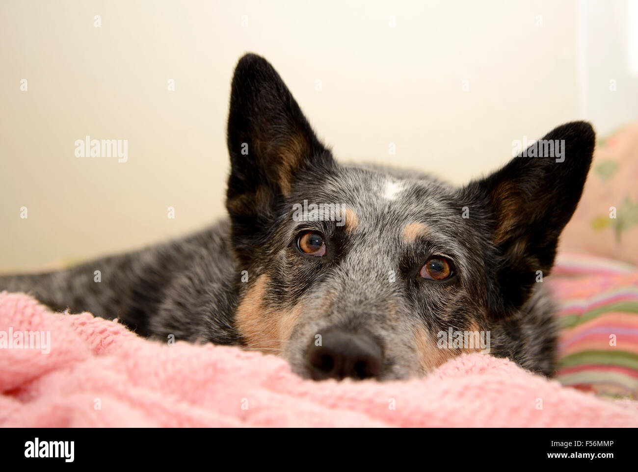 A Blue Heeler or Australian Cattle Dog contracted Valley Fever, coccidioidomycosis, in Tucson, Arizona, USA. Stock Photo