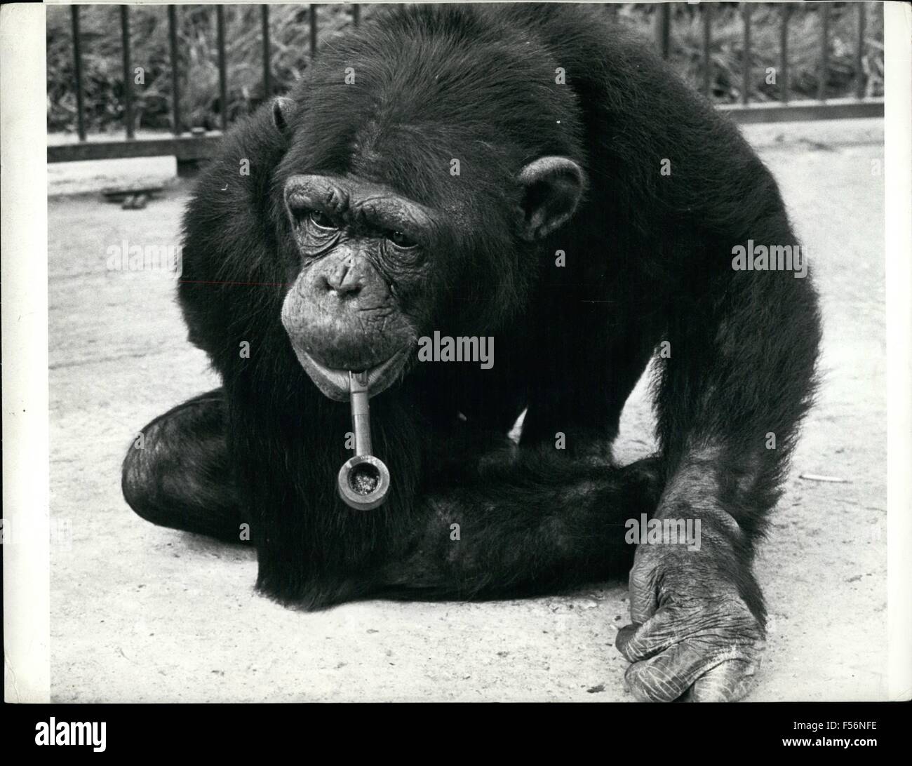 1972 - chimpanzee Chimp's Pipe of Peace Billy the kid, an eight-year-old chimpanzee of Cromer Zoo in Norfolk, England, has been a bachelor all his life and in need of a hobby 1972 - chimpanzee Chimp's Pipe of Peace Billy the kid, an eight-year-old chimpanzee of Cromer Zoo in Norfolk, England, has been a bachelor all his life and in need of a hobby