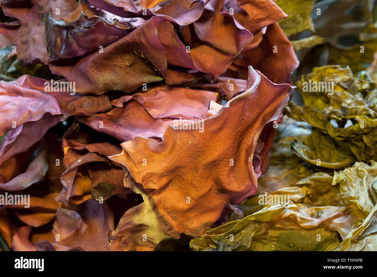 A mix of dulse and sea lettuce dried and ready for use in miso soup. Stock Photo