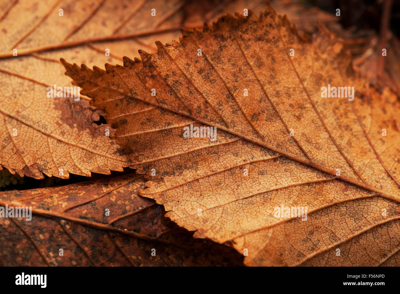 Macro close up of Alder tree leaves in fall. Stock Photo